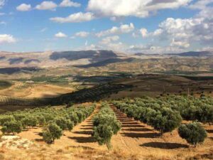 olive-oil-producer, olive-oil-producers-company