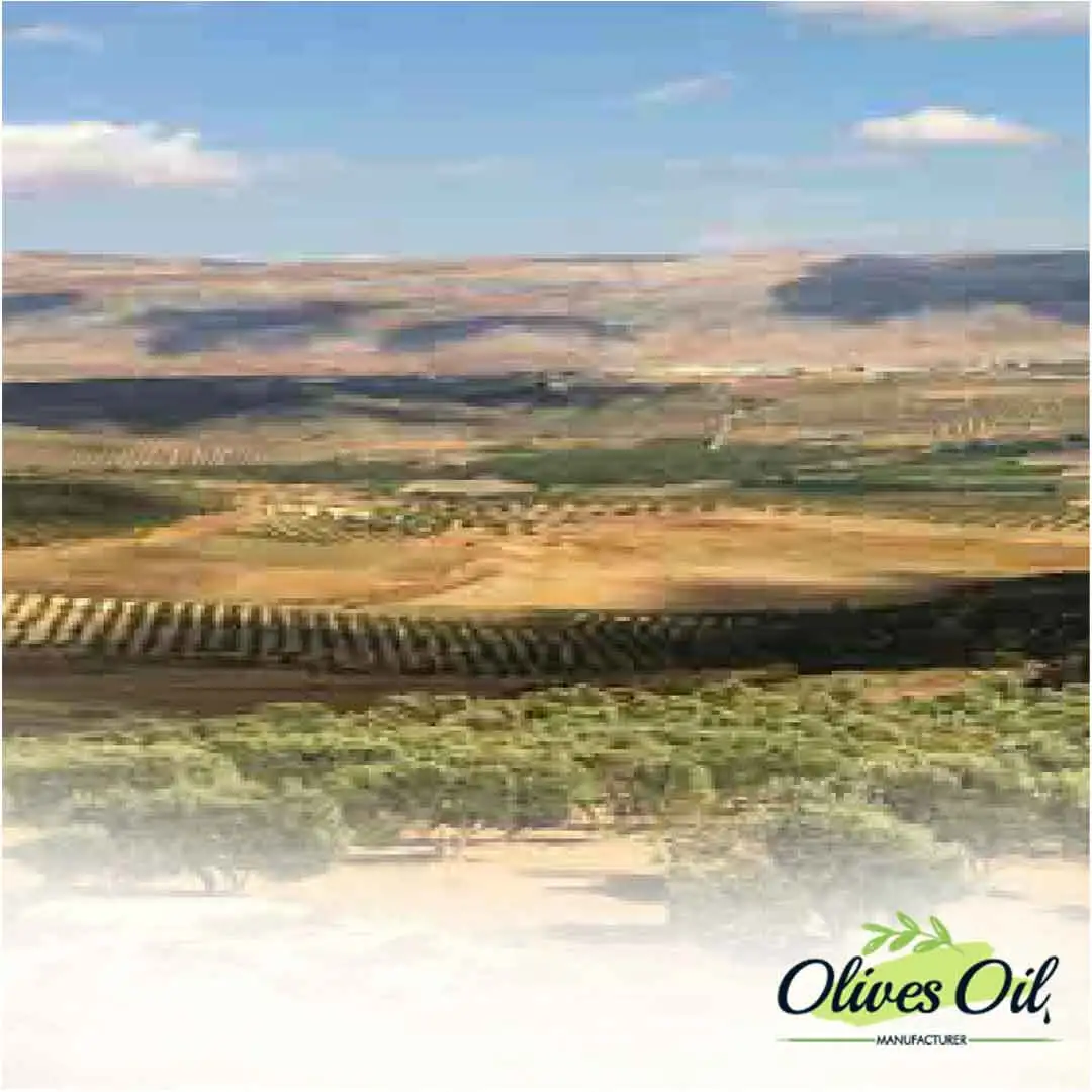 Bulk Olive Oil Manufacturers Factory - Taha Kervan Brand - Best Oil 7/24